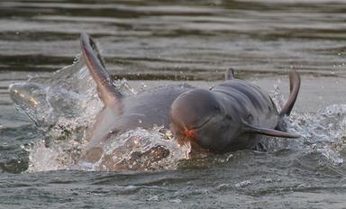 Une mère dauphin de l'Ayeyarwady et son petit, en Birmanie_0