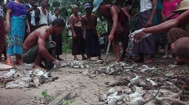 Des Birmans devant des rats tués durant une invasion de rongeurs