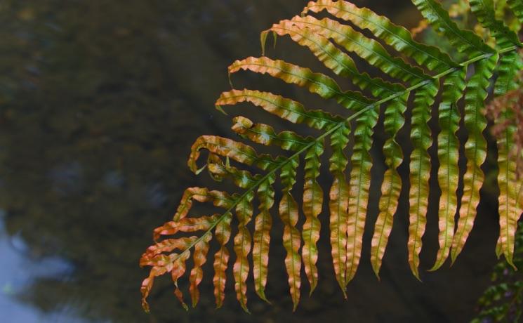 Nouvelle-Zélande a connu sa quatrième année la plus chaude en 2019