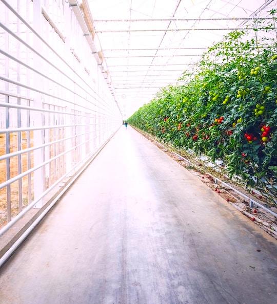 Une entreprise Emiratie va produire 1 tonne de tomates dans le désert