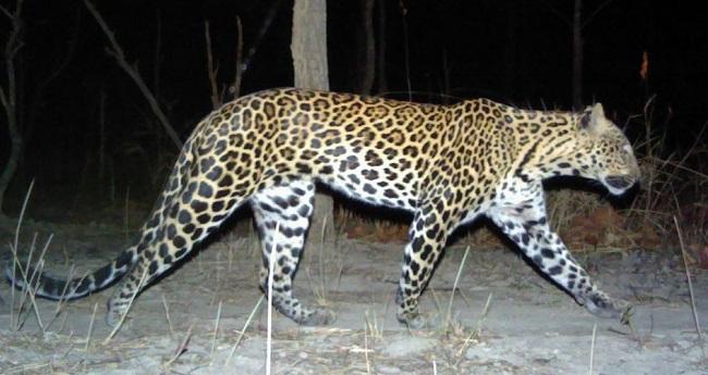 Une rare panthère indochinoise