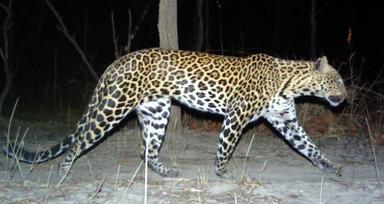 Une rare panthère indochinoise