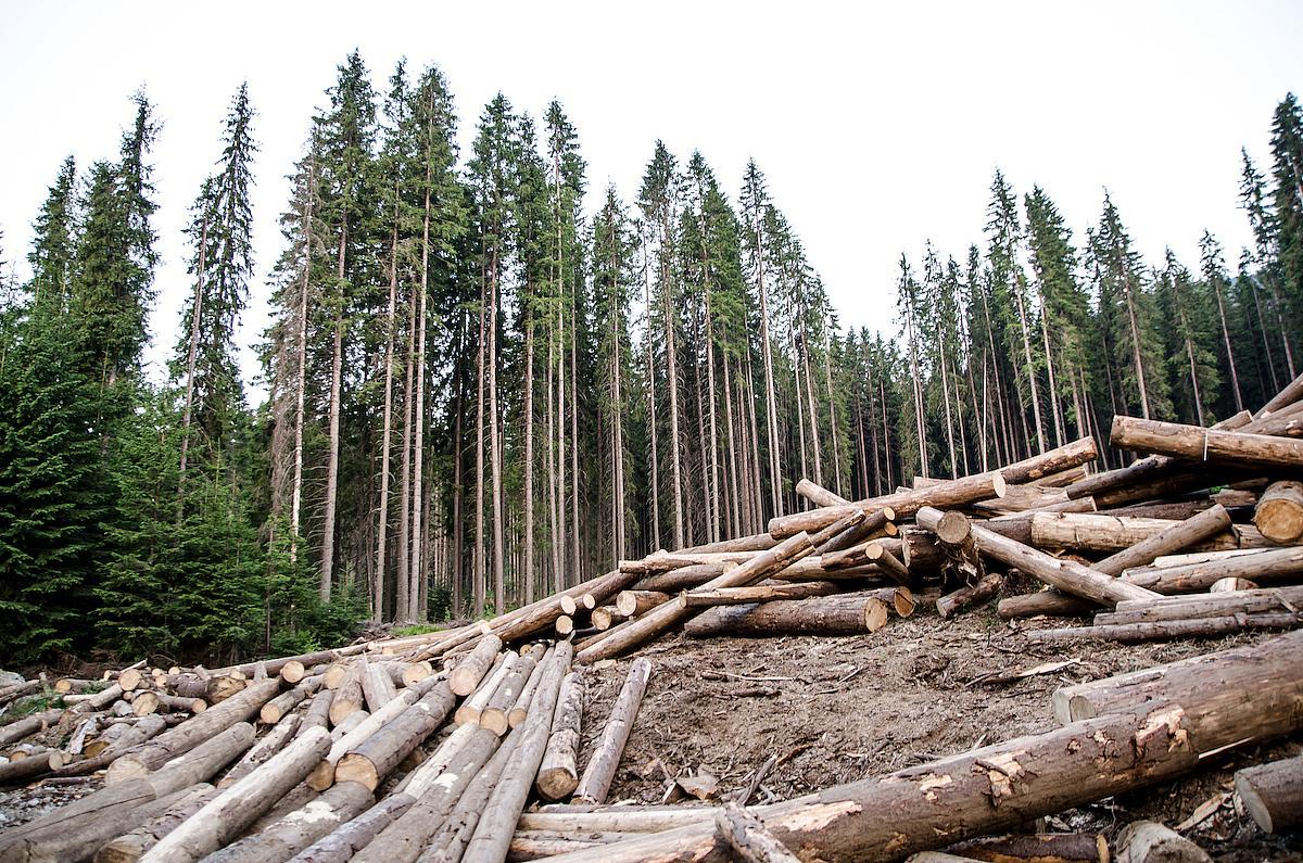 commisson européenne exploitation forestière illégale en roumanie