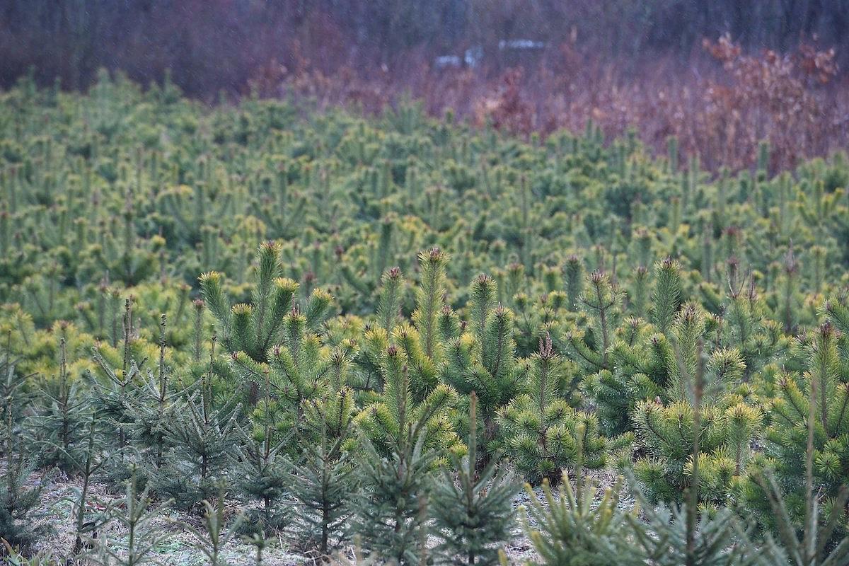 costel alexe roumanie campagne de boisement.