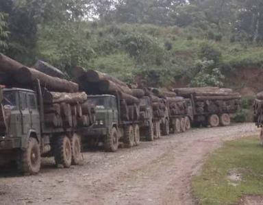 Le trafic de bois exotique en Birmanie, une activité pas vraiment discrète...