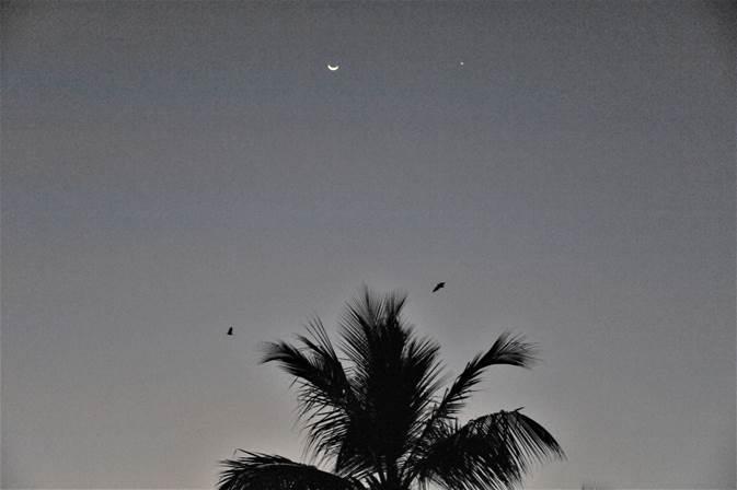 chauves souris chennai india