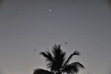 chauves souris chennai india