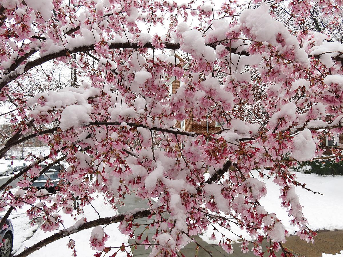 retour de l'hiver au mois de mars en Roumanie