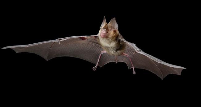 coronavirus Birmanie