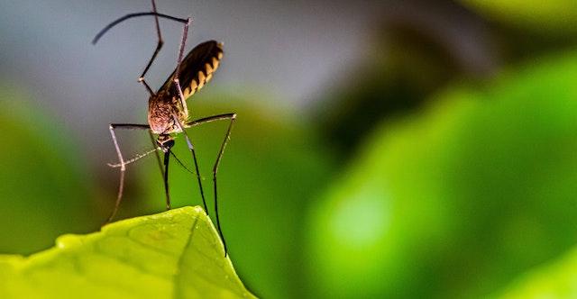 Rester chez soi pour lutter contre le virus…. et aider dans la lutte contre les moustiques