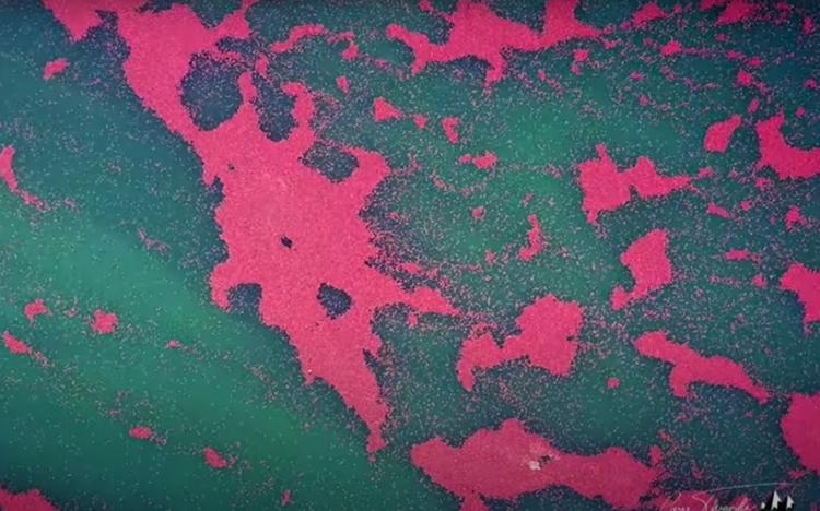 méduses el nido palawan