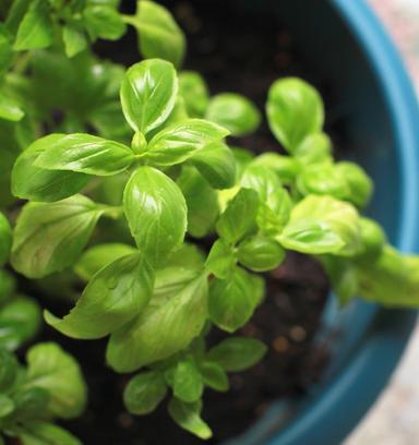 cultiver herbes aromatiques