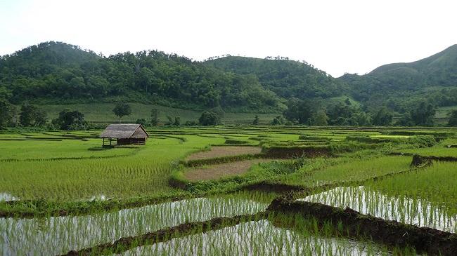 Dans le Shan cette année, certaines rizières ne pourront pas être semées