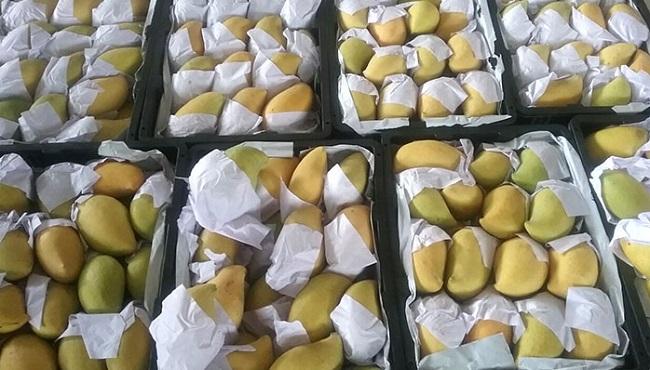 Des mangues de la variété Seintalone en Birmanie