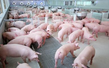 Elevage-porc-CPF-Thailande-courtoisie-745