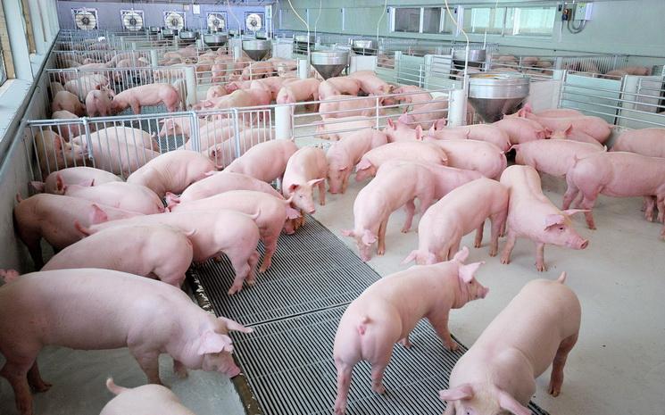 Elevage-porc-CPF-Thailande-courtoisie-745