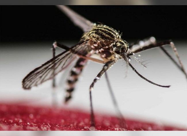 Le virus de la dengue est propagé par des moustiques du genre Aedes