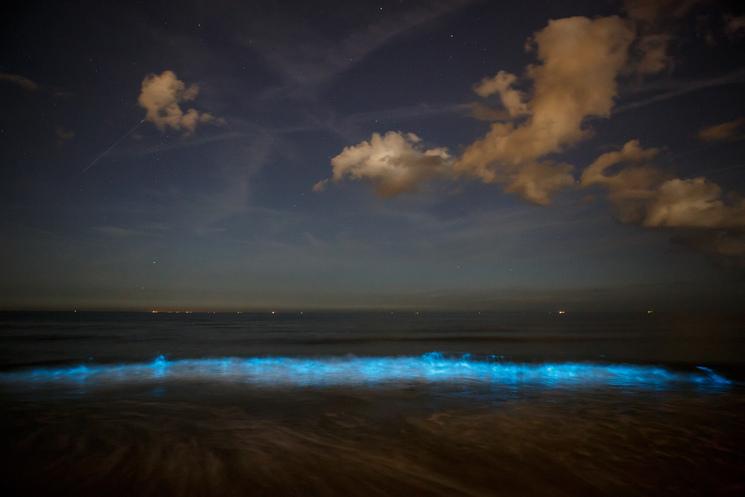 Bioluminescence plages mexicaines