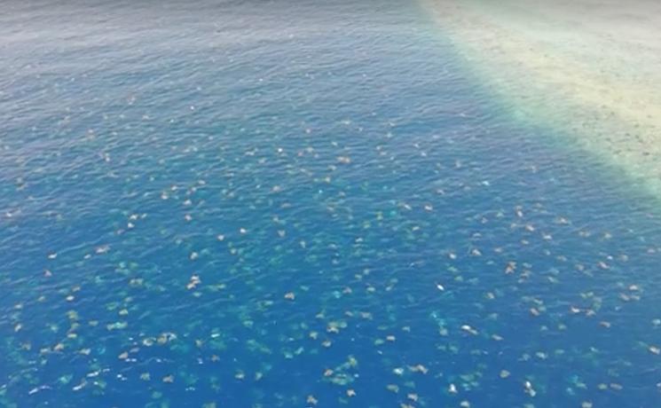 tortues vertes île Raine