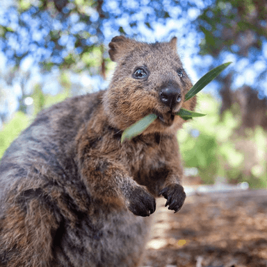 Réouverture Rottnest Island
