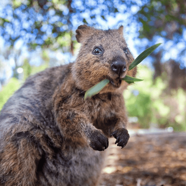 Réouverture Rottnest Island