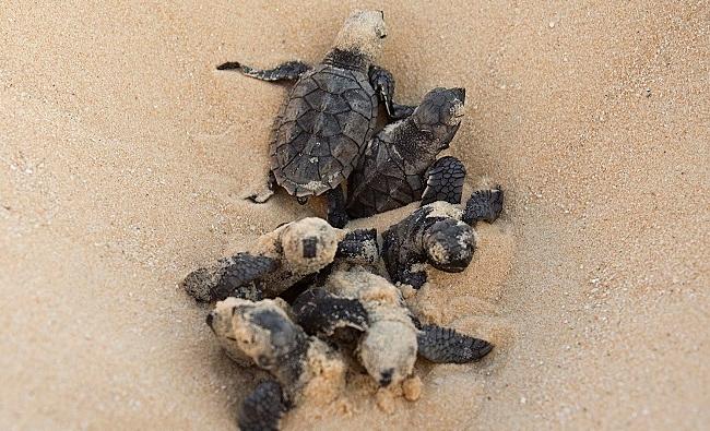 Des bébés de tortue imbriquée (Eretmochelys imbricata), espèce classée en risque d'extinction