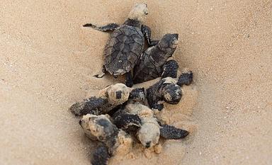 Des bébés de tortue imbriquée (Eretmochelys imbricata), espèce classée en risque d'extinction