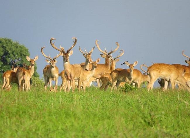 Des cerfs d'Eld en BIrmanie