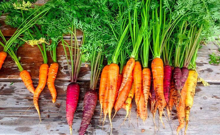Te Puna Market Auckland marché