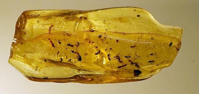 ambre cafards birmanie