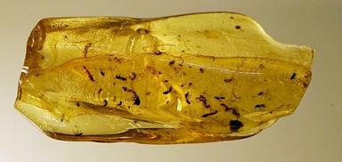 ambre cafards birmanie