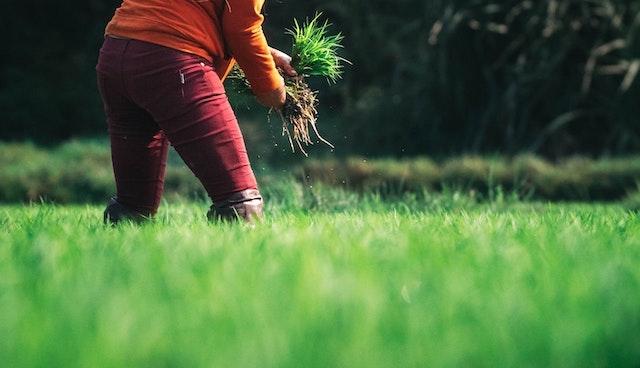 Saviez-vous que les EAU font pousser du riz dans le désert de Sharjah
