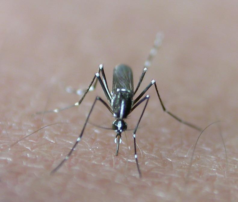 Aedes albopictus le « moustique tigre »