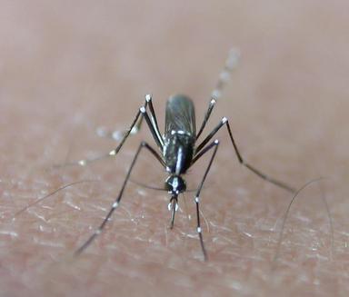 Aedes albopictus le « moustique tigre »