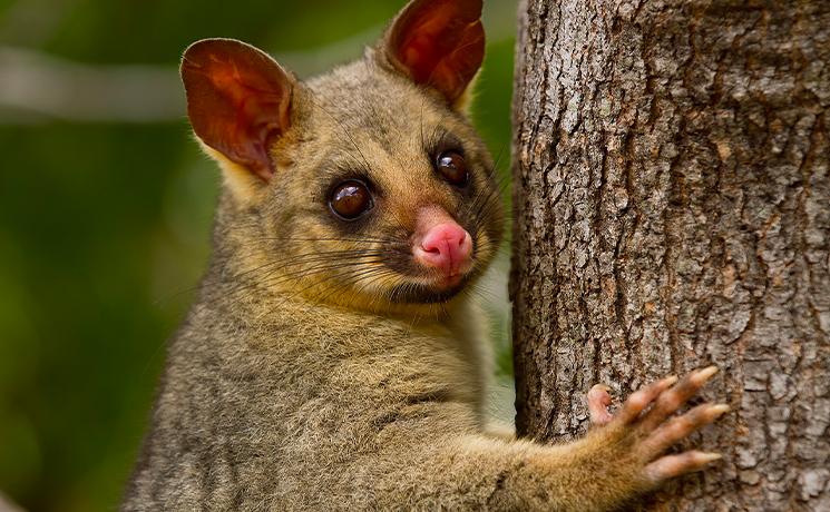 opossum possum Nouvelle Zélande