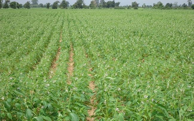 champ de sésame birmanie