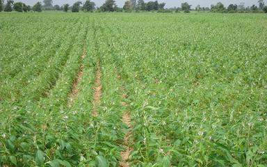 champ de sésame birmanie