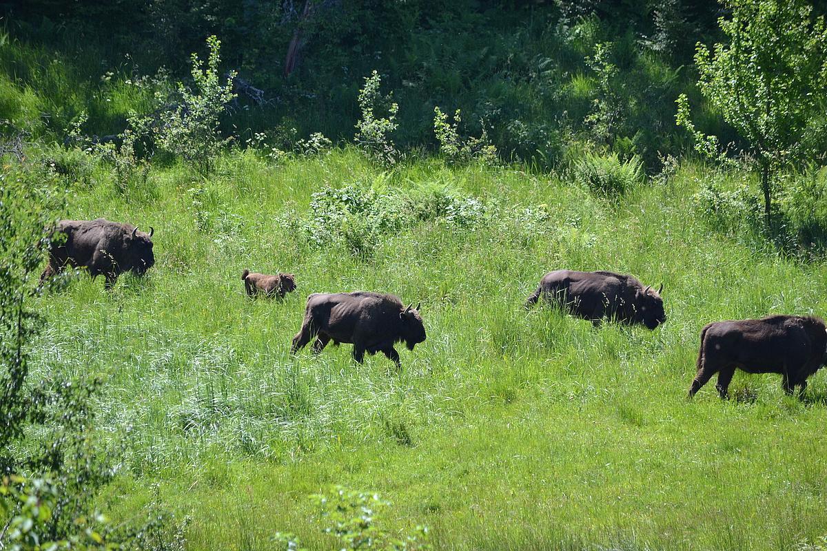 bisons liberté Roumanie