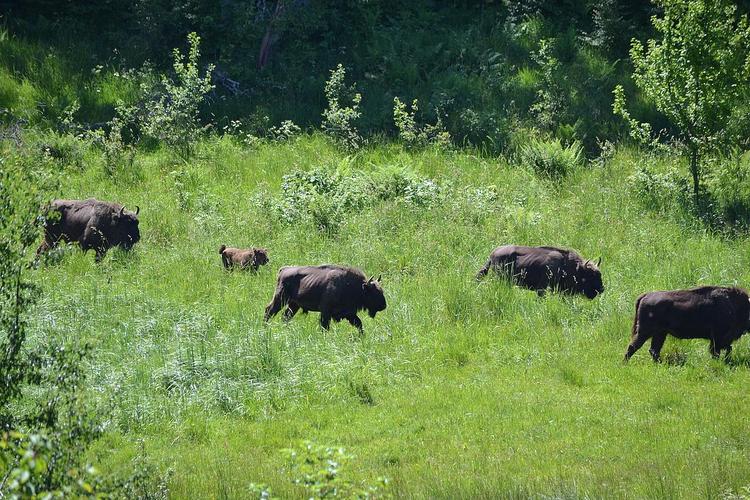 bisons liberté Roumanie