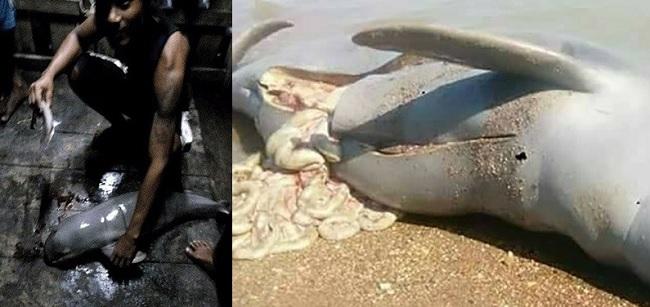 La photo Facebook scandale cadavre récent d'un jeune dauphin Ayeyarwady