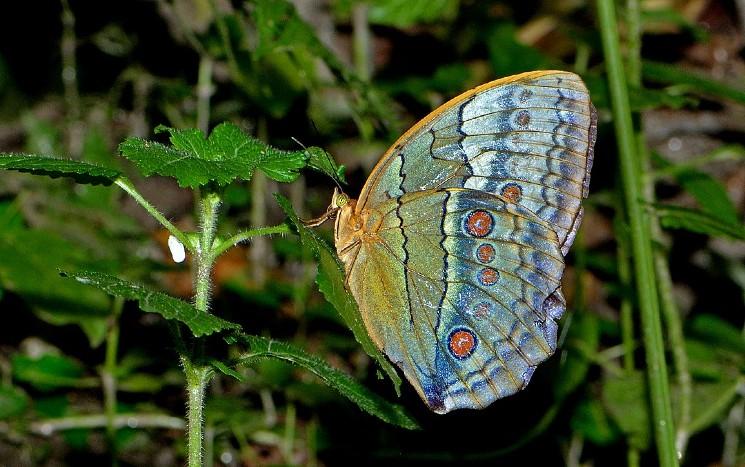 coronavirus inde confinement podcast