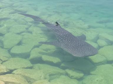 Deux requins baleines repérés dans un Canal d'Abu Dhabi !