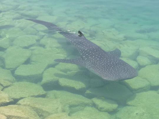 Deux requins baleines repérés dans un Canal d'Abu Dhabi !