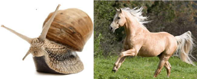 Escargot courbatures Birmanie