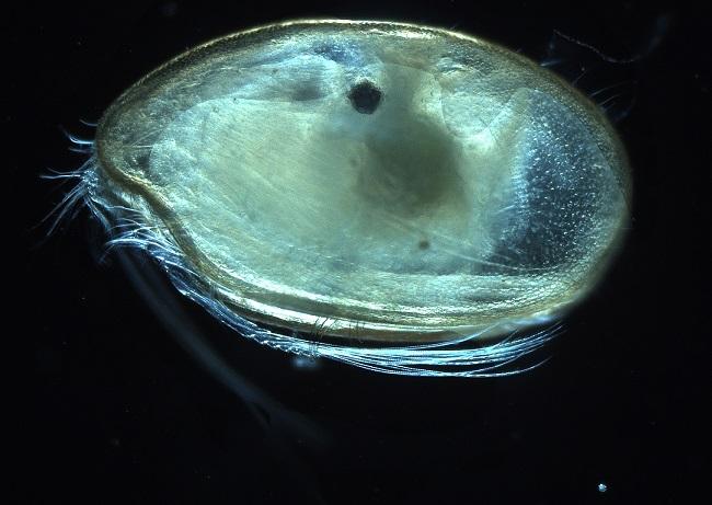 ostracode spermatozoïde géant de 100 millions d’années découvert Birmanie