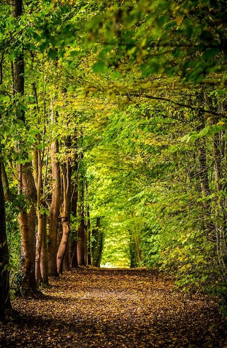 exposition forêts arbres Hayward Gallery