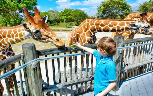 dubai safari ouverture