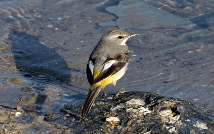 coronavirus inde confinement podcast