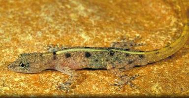 coronavirus inde confinement podcast