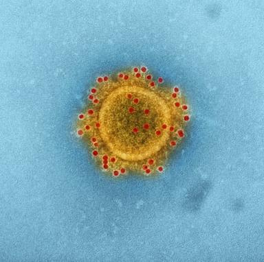 covid-19 virus coronavirus confinement infection visons nouvelle forme mutante